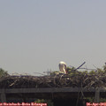12_05-mast.jpg