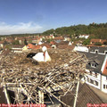 12_05-nest.jpg