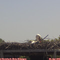 12_10-mast.jpg
