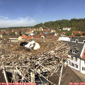 12_10-nest.jpg