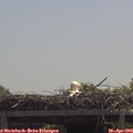 12_15-mast.jpg