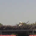 12_20-mast.jpg