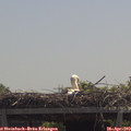 12_25-mast.jpg