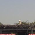 12_30-mast.jpg