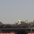 12_35-mast.jpg
