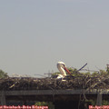 12_40-mast.jpg