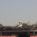 12_45-mast.jpg