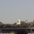 12_50-mast.jpg