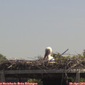 12_55-mast.jpg