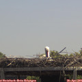 13_00-mast.jpg
