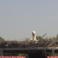 13_10-mast.jpg