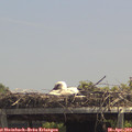 13_30-mast.jpg