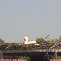 13_40-mast.jpg