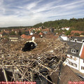 13_40-nest.jpg