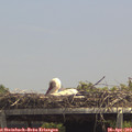 13_45-mast.jpg