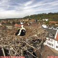 13_45-nest.jpg
