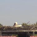 13_50-mast.jpg