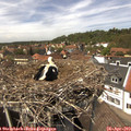 13_50-nest.jpg