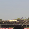 13_55-mast.jpg