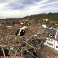 13_55-nest.jpg
