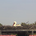 14_00-mast.jpg