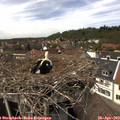 14_00-nest.jpg