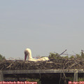 14_05-mast.jpg