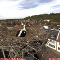 14_05-nest.jpg