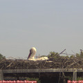 14_10-mast.jpg