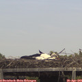14_15-mast.jpg