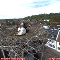 14_15-nest.jpg