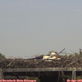 14_20-mast.jpg