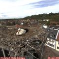 14_20-nest.jpg