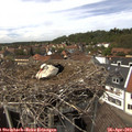 14_25-nest.jpg