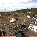 14_35-nest.jpg