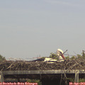 14_40-mast.jpg