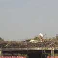 14_50-mast.jpg