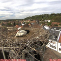 14_50-nest.jpg