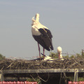 14_55-mast.jpg