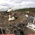 14_55-nest.jpg
