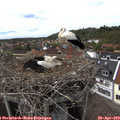 15_05-nest.jpg