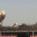15_10-mast.jpg