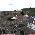 15_10-nest.jpg
