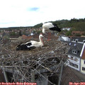 15_15-nest.jpg
