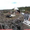 15_20-nest.jpg
