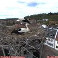 15_25-nest.jpg