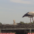 15_30-mast.jpg
