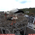 15_30-nest.jpg