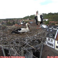 15_35-nest.jpg