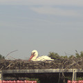 15_40-mast.jpg